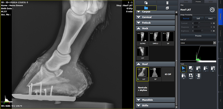 Software-per-veterinaria-equini-e-animali-piccole-dimensioni