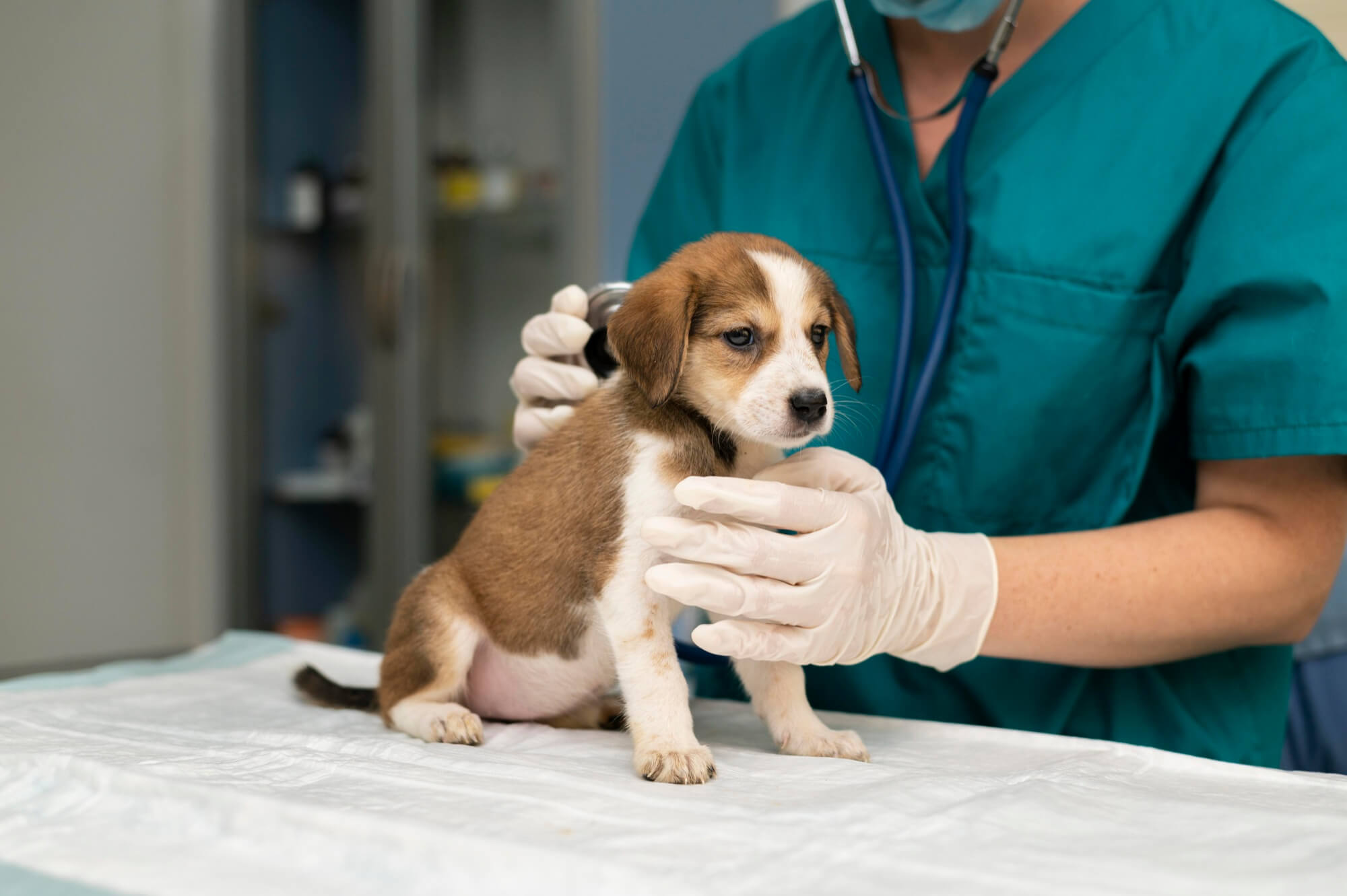 Veterinaria Meditec srl Palermo
