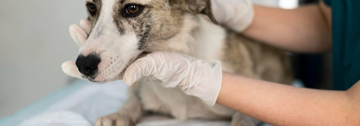 Radiologia Veterinaria Meditec srl Palermo