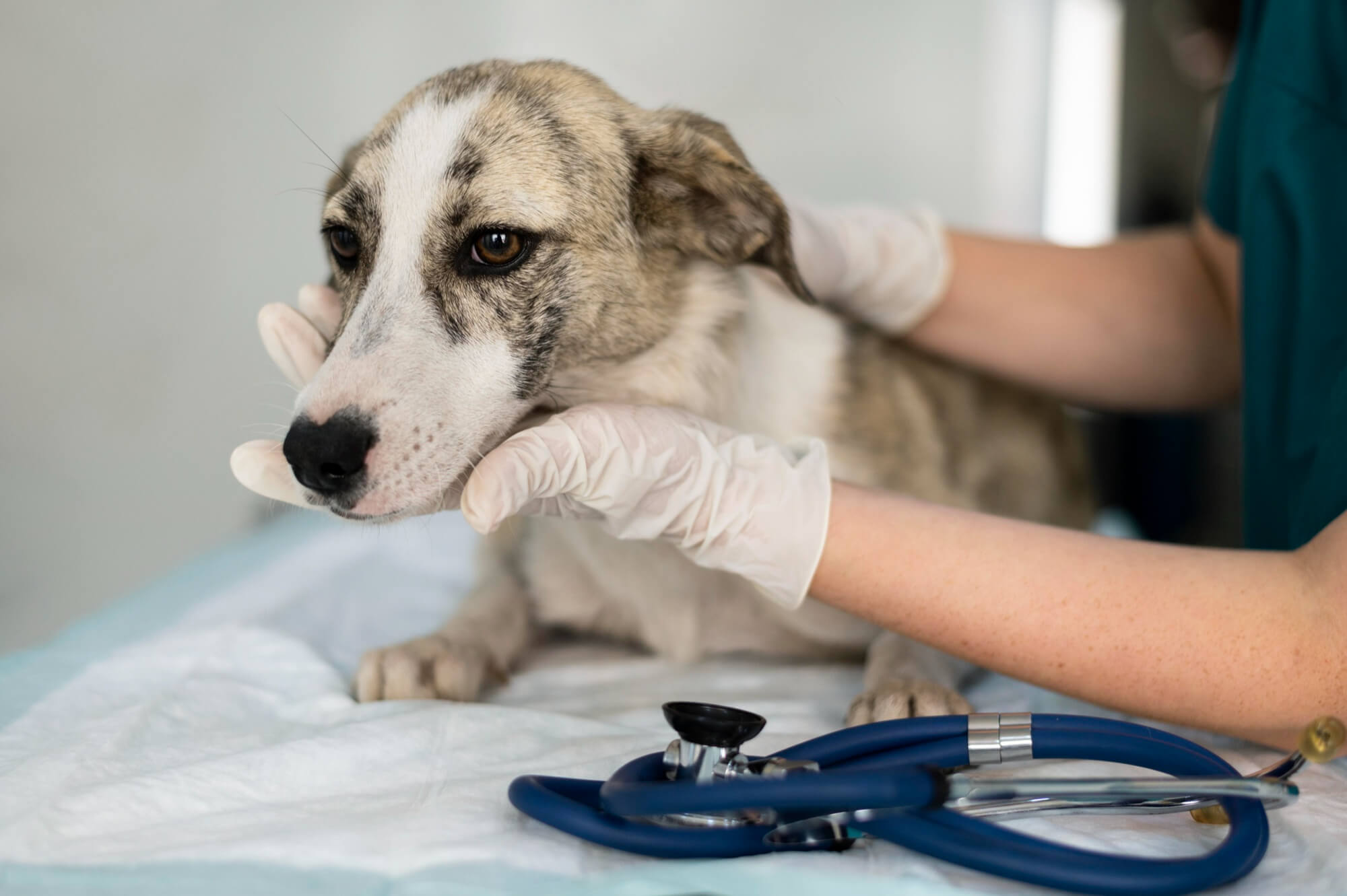 Radiologia Veterinaria Meditec srl Palermo