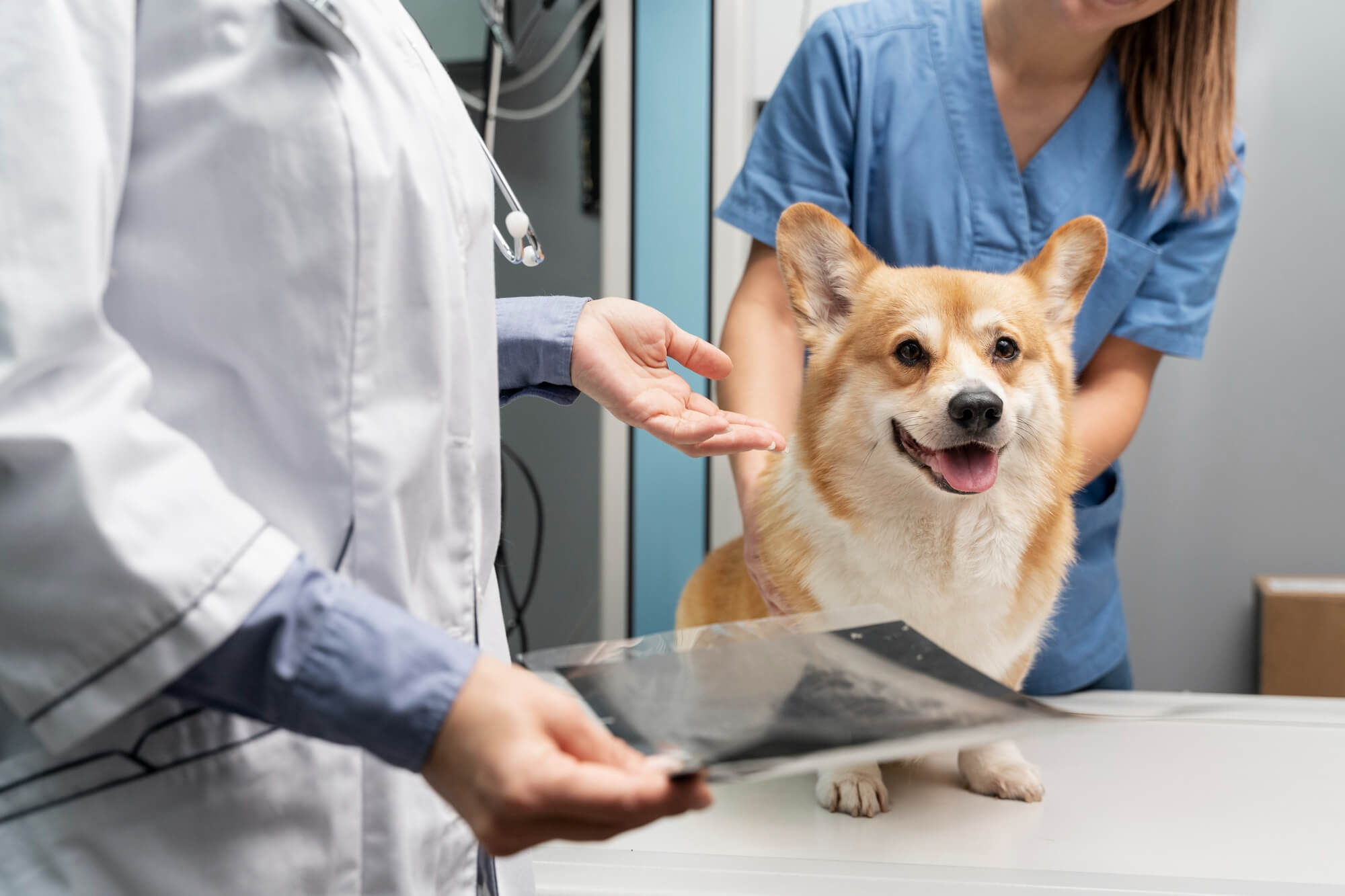Radiologia Veterinaria Meditec srl Palermo
